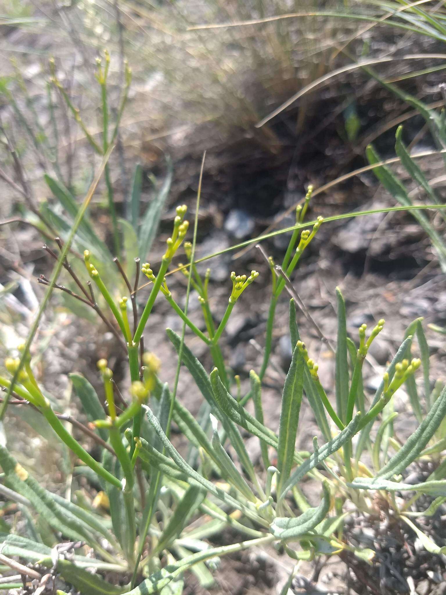 Plancia ëd Eriogonum brevicaule Nutt.