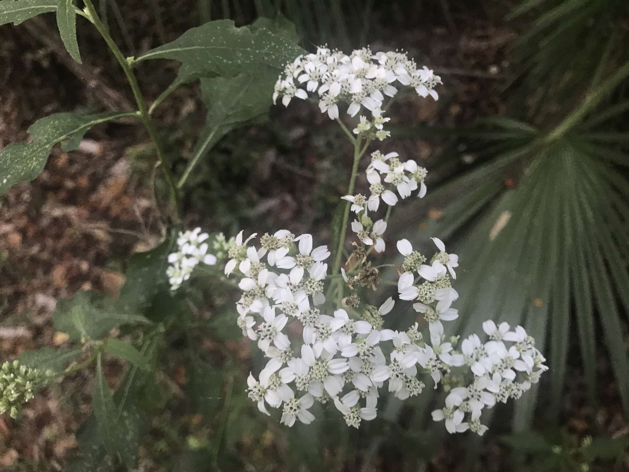 Image of white crownbeard