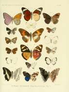 Imagem de Charaxes hildebrandtii Dewitz 1879