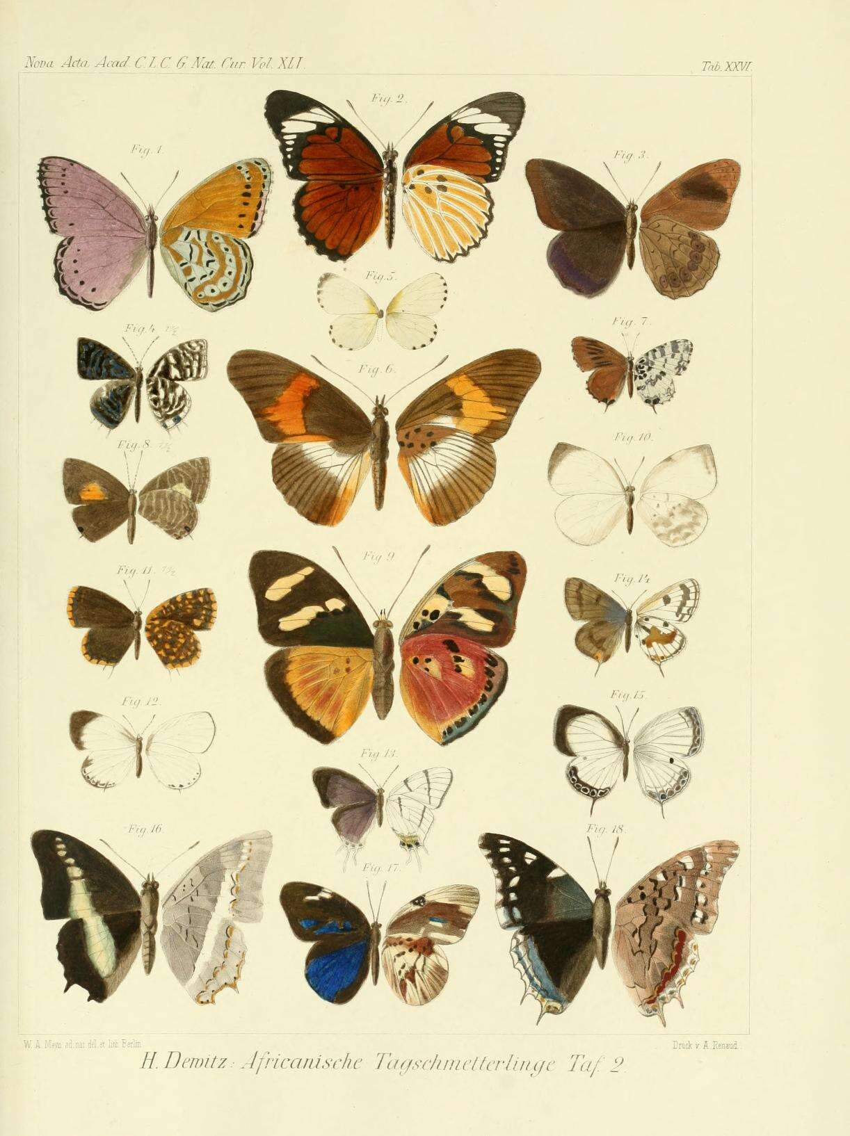 Imagem de Charaxes hildebrandtii Dewitz 1879