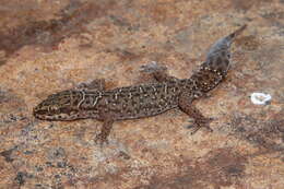 Image of Van Son's Gecko