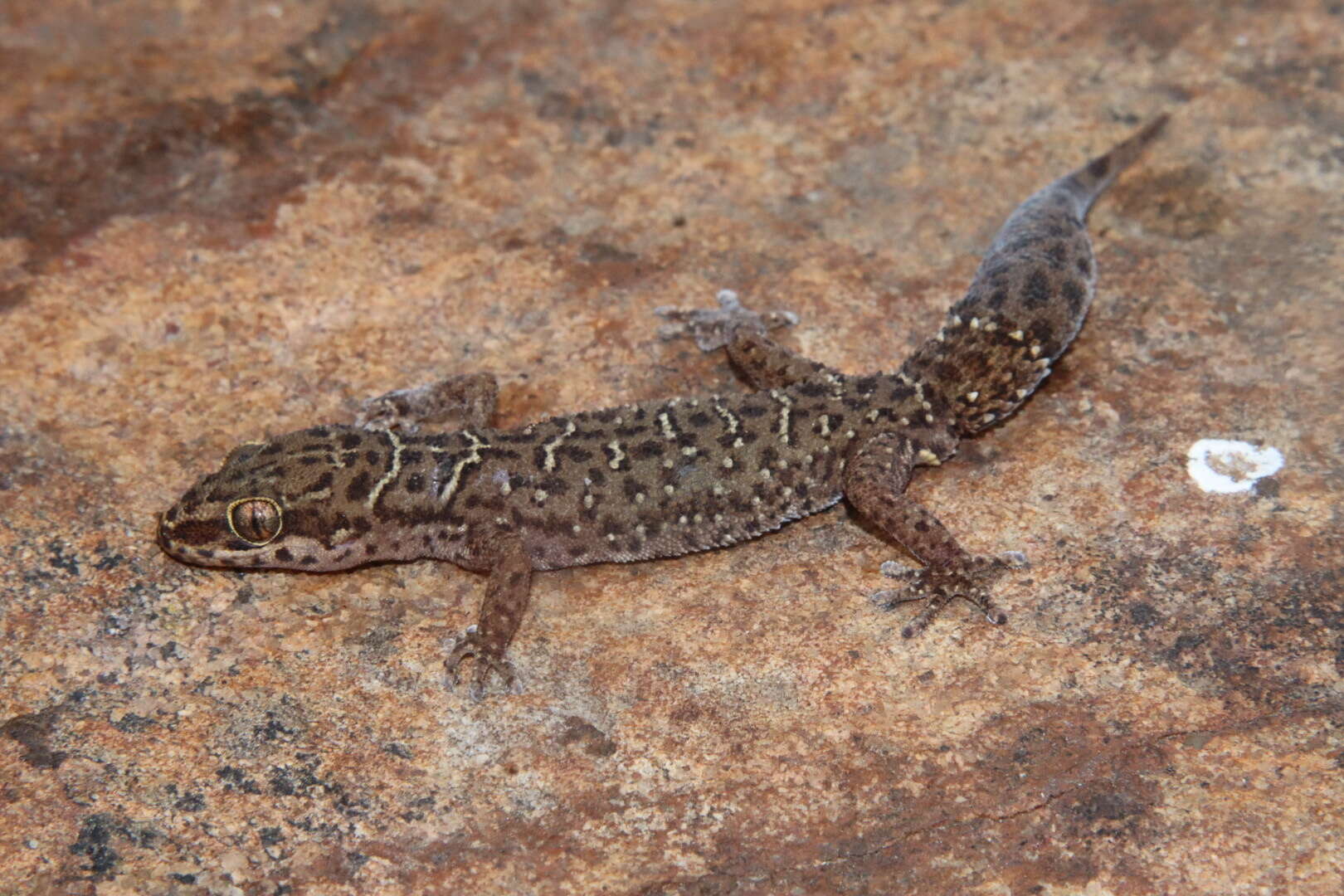 Image of Van Son's Gecko