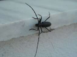 Image of capricorn beetle