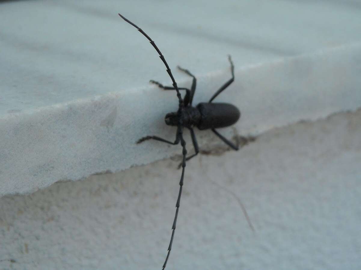 Image of capricorn beetle