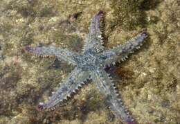 Image of Marthasterias africana (Müller & Troschel 1842)