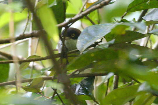 Image of Dark-fronted Babbler