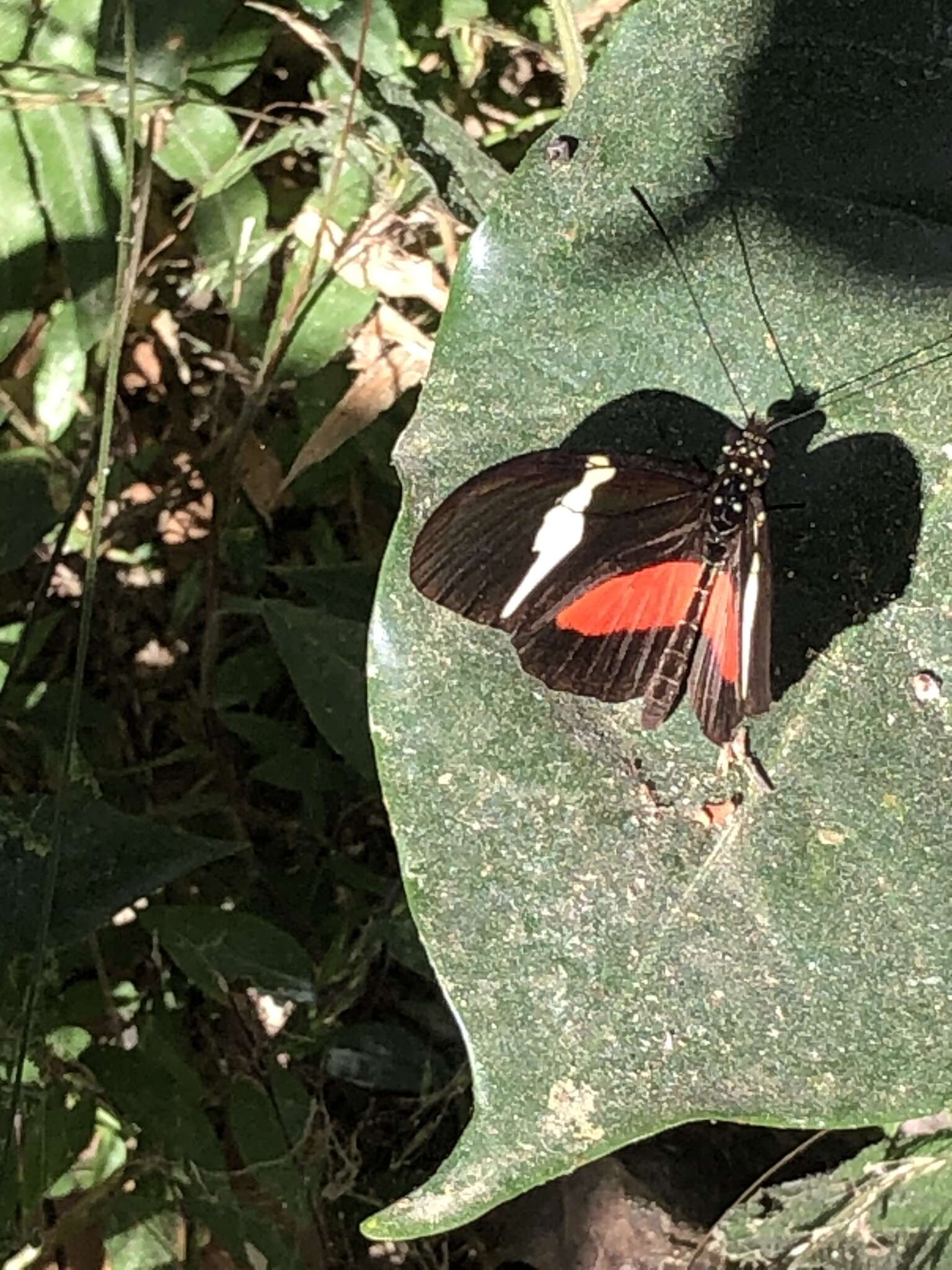 Image of <i>Heliconius <i>clysonymus</i></i> clysonymus