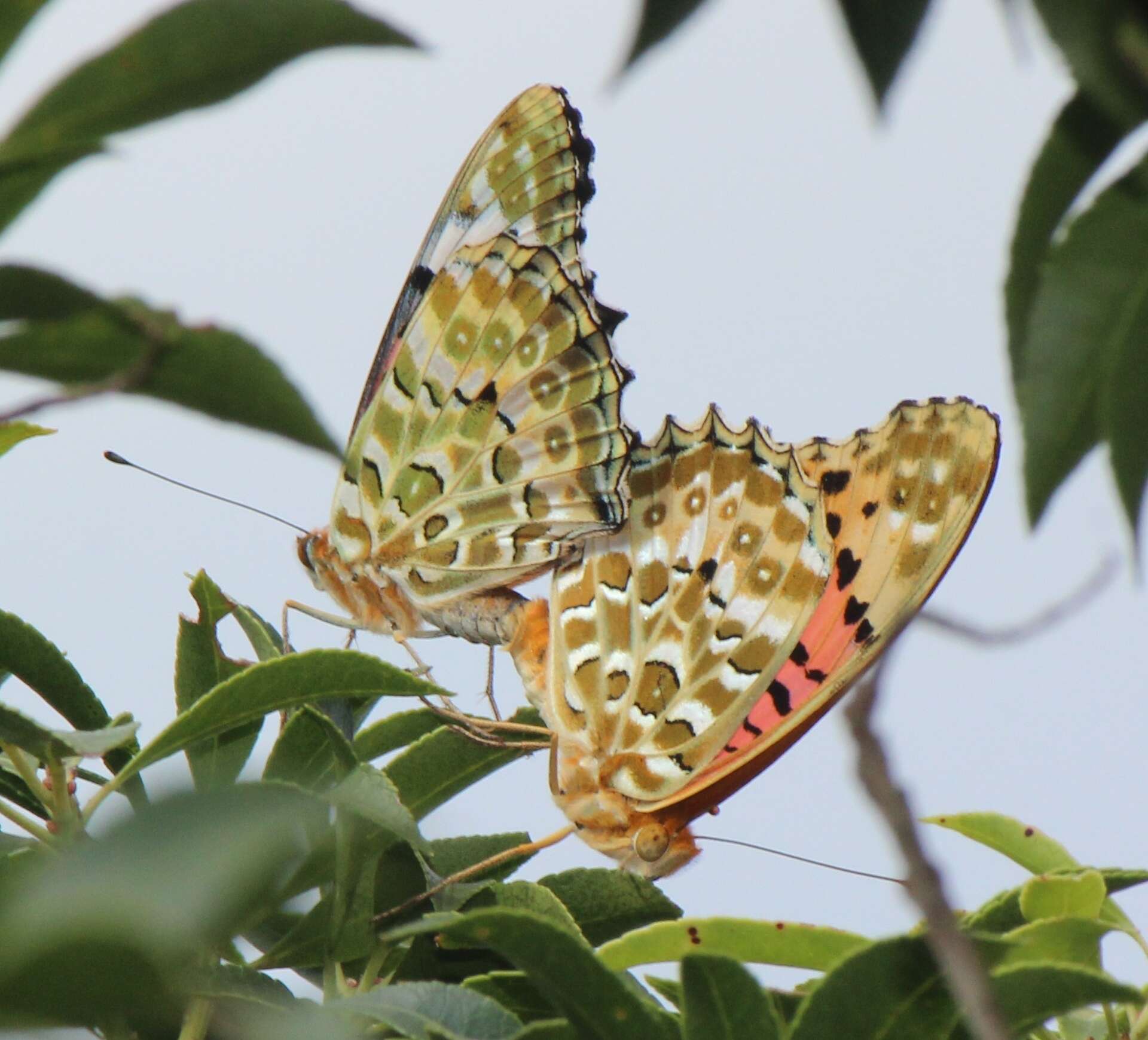 Image of Argynnis hyperbius