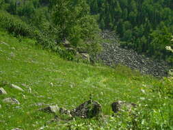 Image of alpine aster