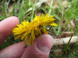 Image of Clover Seed Weevil