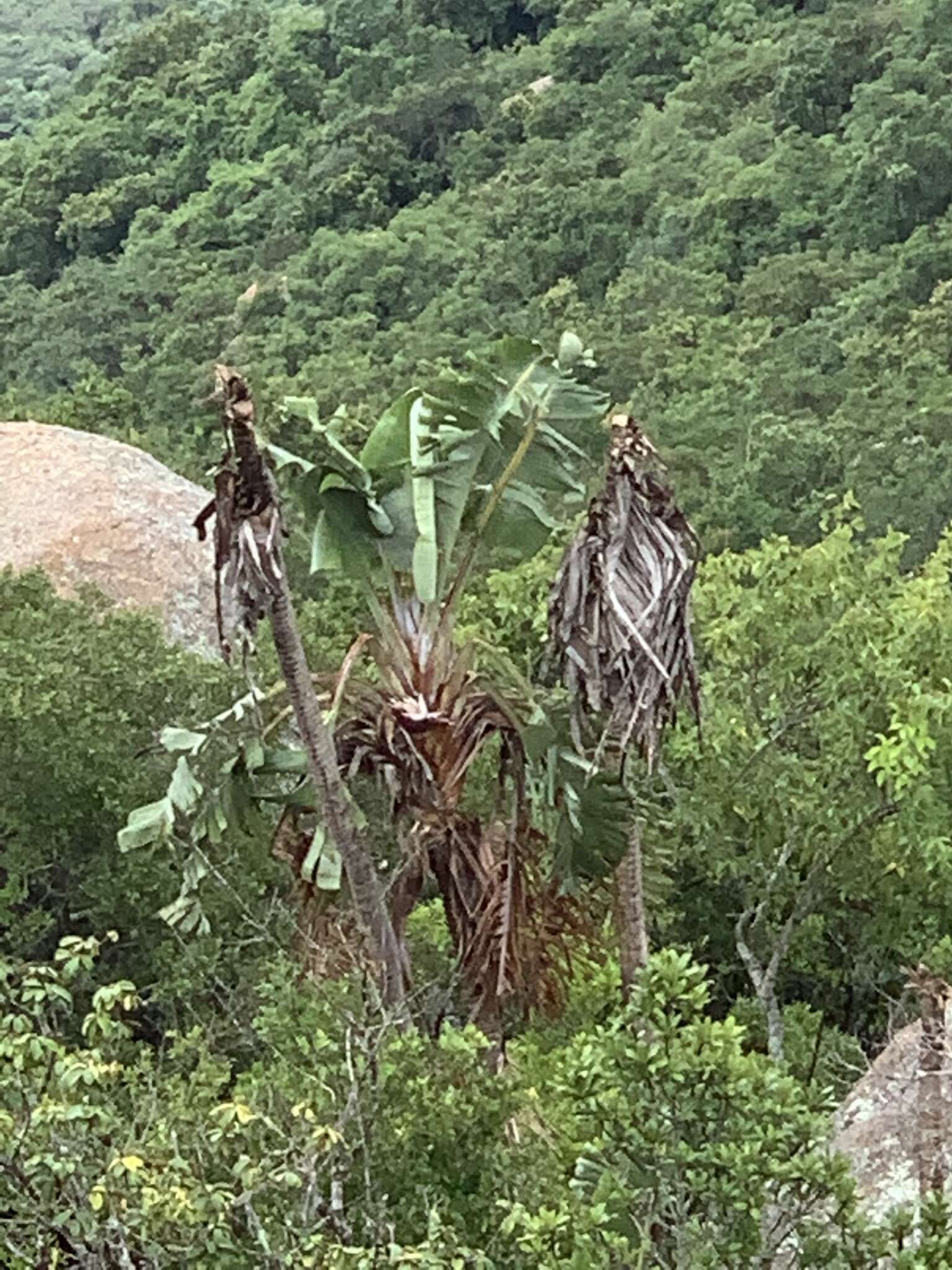 Image of Mountain strelitzia