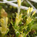 Imagem de Coprosma perpusilla subsp. subantarctica Orchard