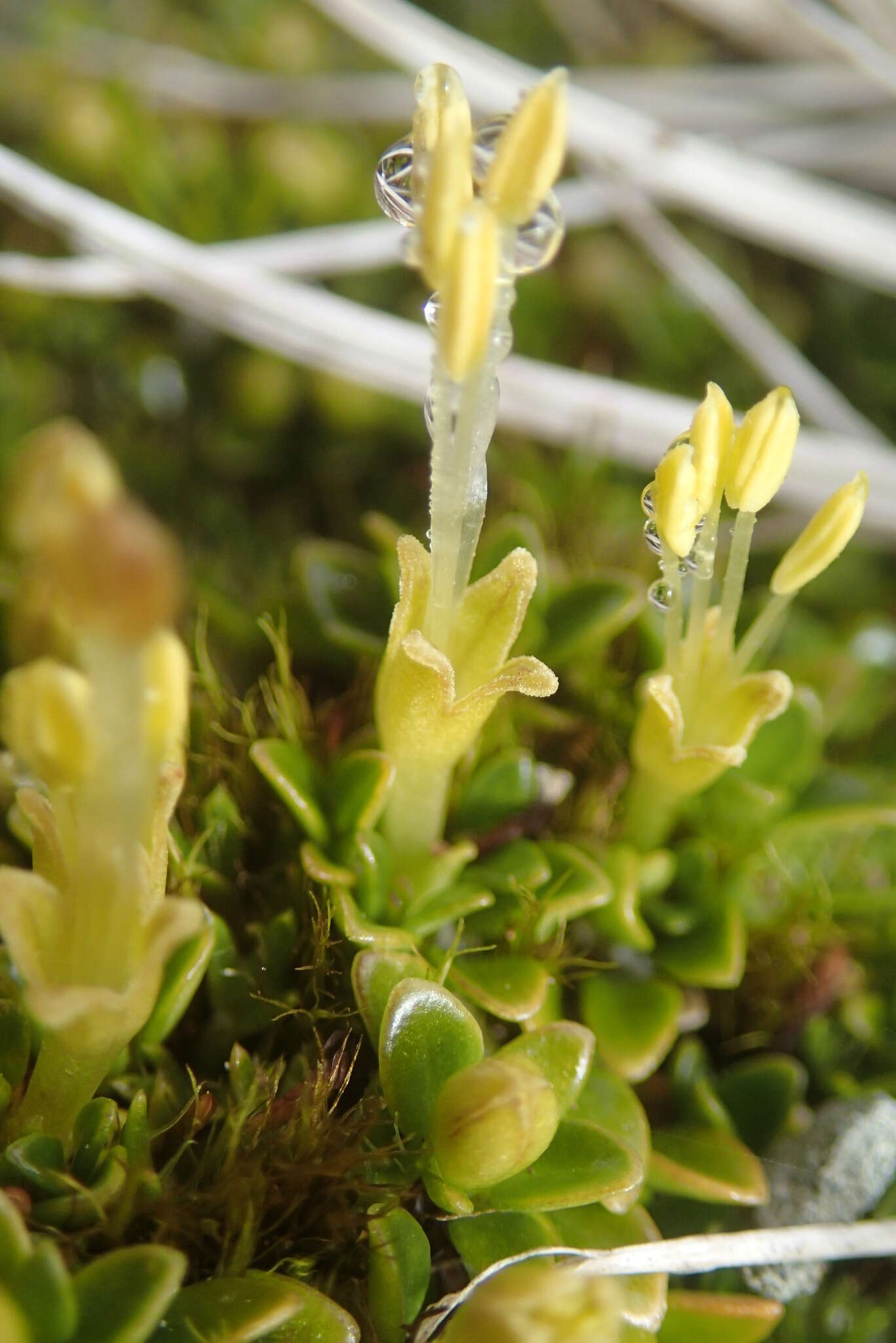 Image of Coprosma perpusilla subsp. subantarctica Orchard