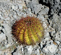 Image of Melocactus macracanthos (Salm-Dyck) Link & Otto