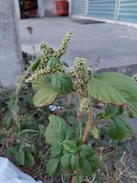 Imagem de Amaranthus viridis L.