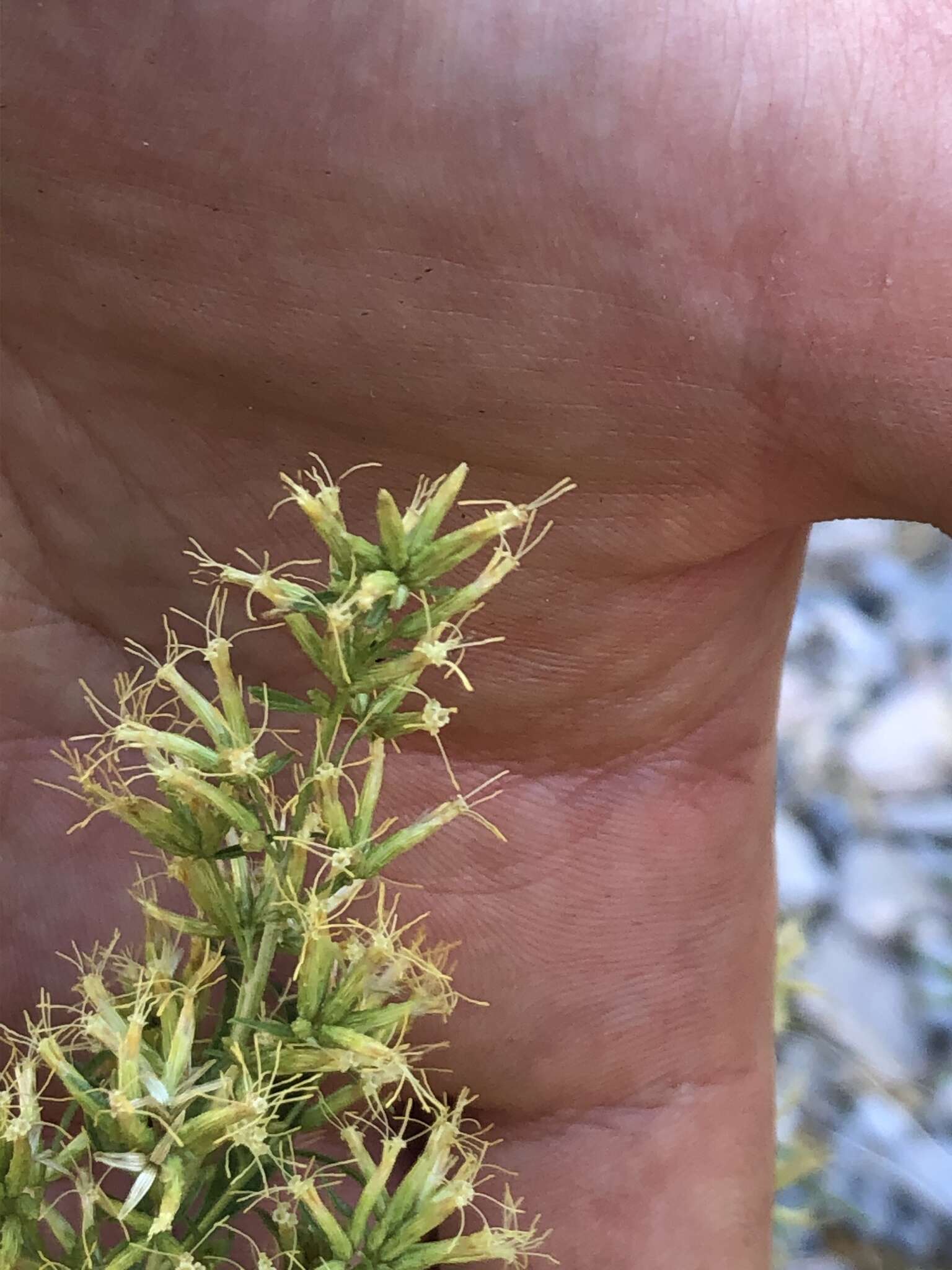 Imagem de Brickellia longifolia var. multiflora (Kellogg) A. Cronq.