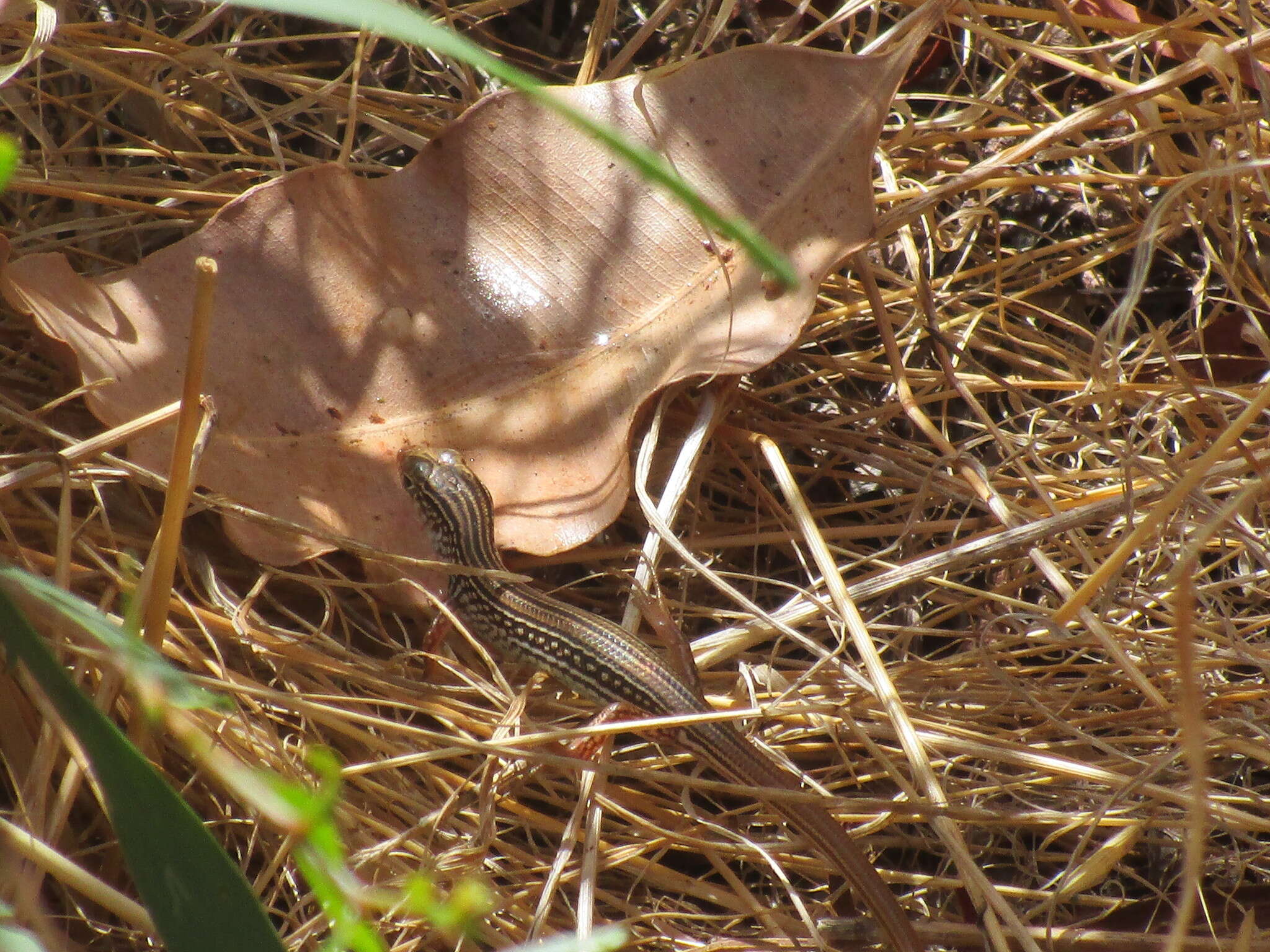 Image of Western Limestone Ctenotus