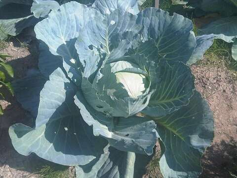 Image of white cabbage