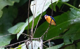 Image of Dimorphic Dwarf Kingfisher