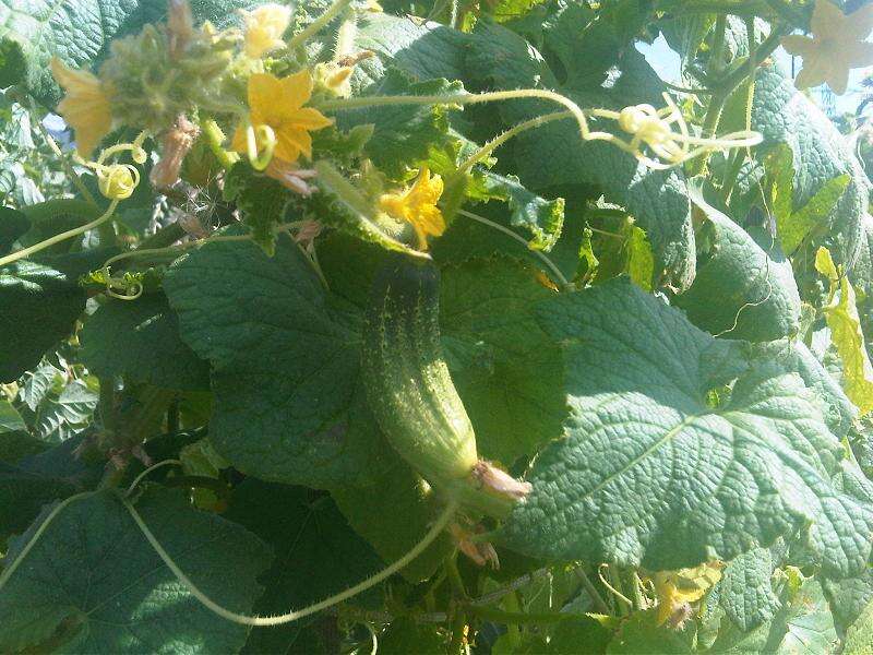 Image of garden cucumber