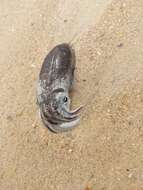 Image of Spineless cuttlefish