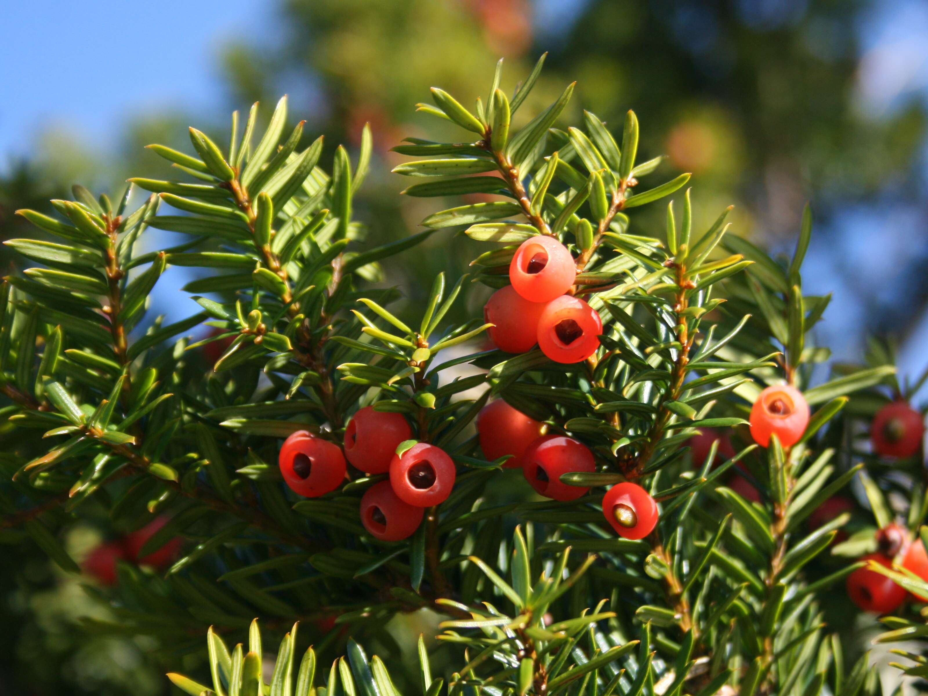 Image of Japanese Yew