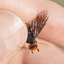 Image of Pine false webworm