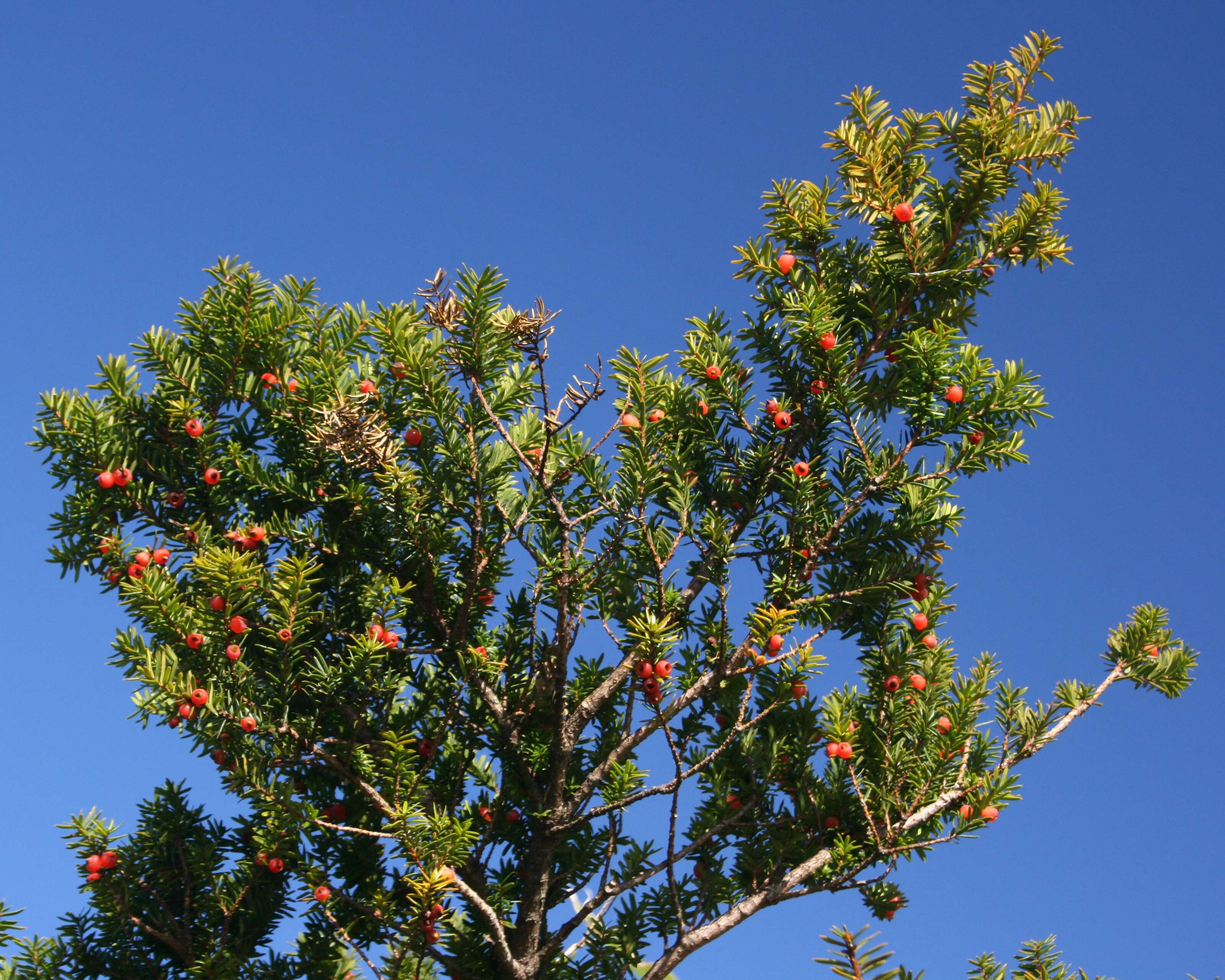 Image of Japanese Yew