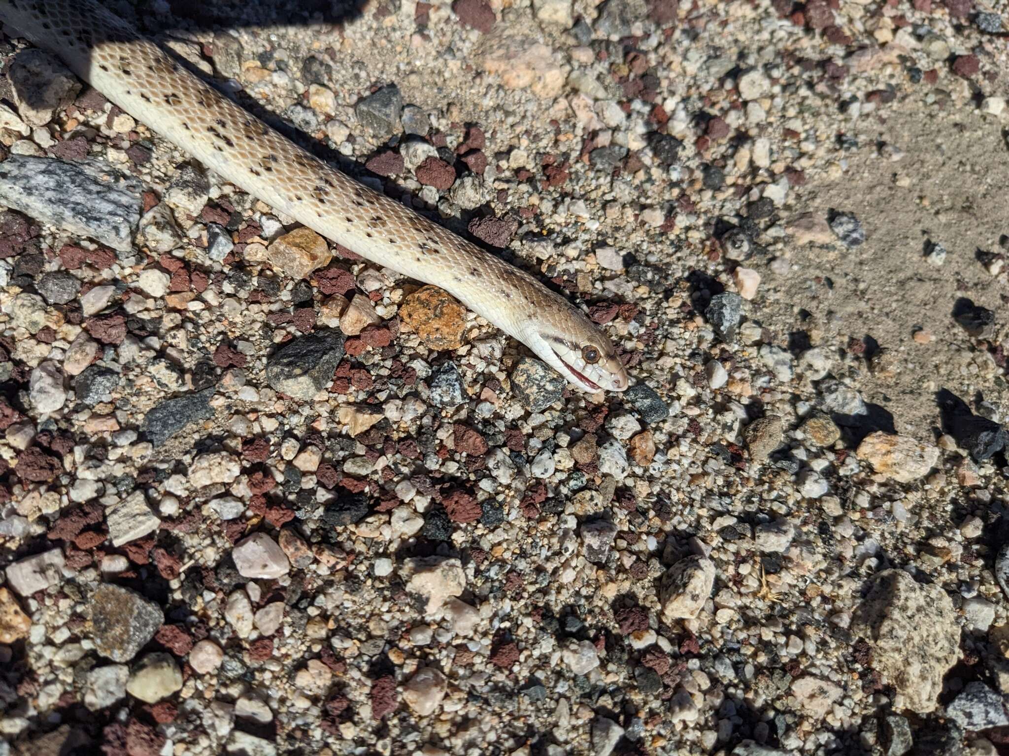 Image of Arizona elegans candida Klauber 1946