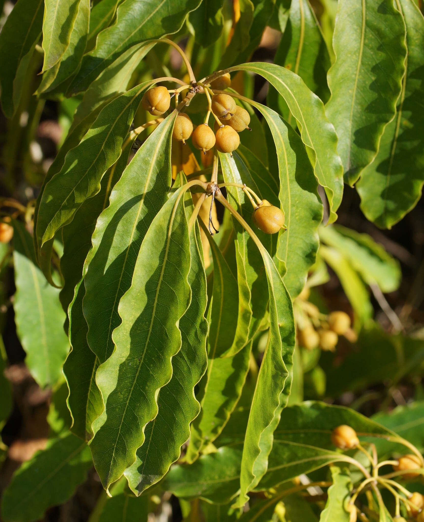 صورة Pittosporum undulatum Vent.