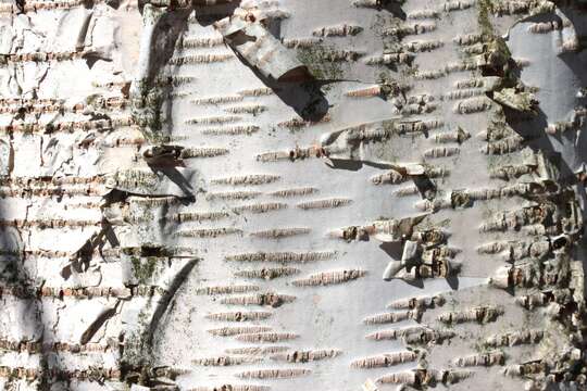 Image of Szechuan white birch