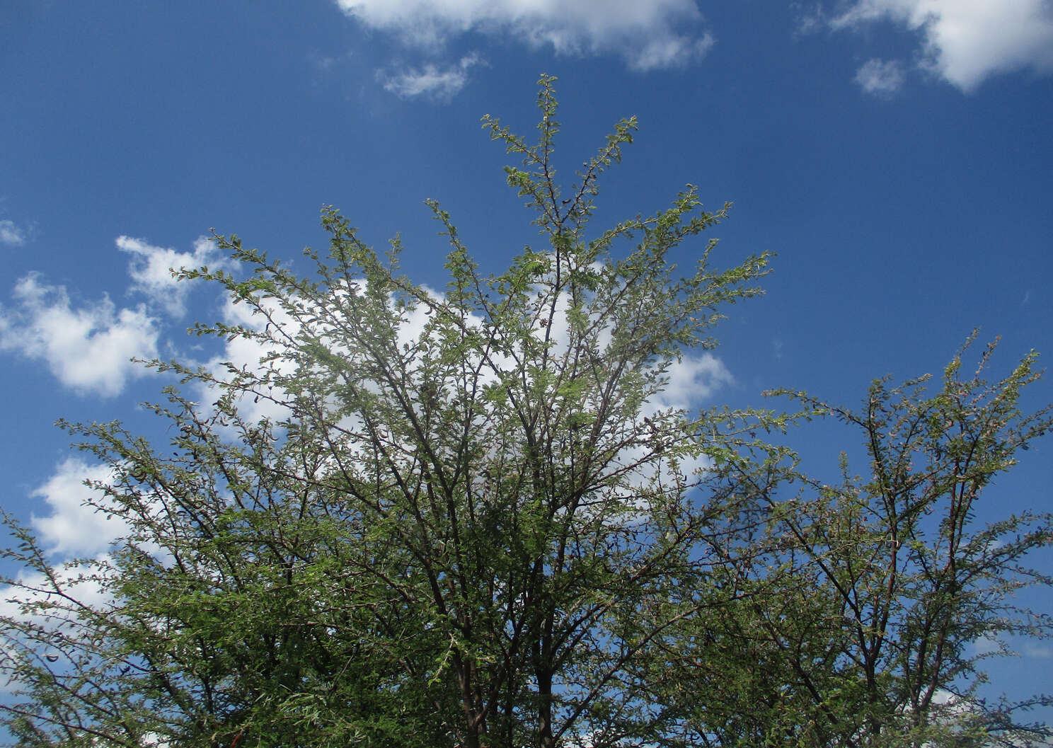 Vachellia hebeclada (DC.) Kyal. & Boatwr. resmi