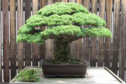 Image of Japanese White Pine