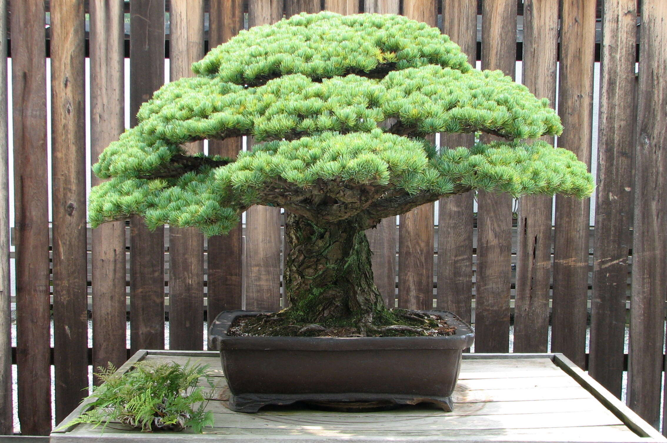 Image of Japanese White Pine