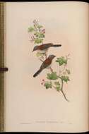 Image of Yuhina Hodgson 1836