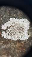 Image of mountain lichen