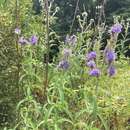 Image of longleaf speedwell