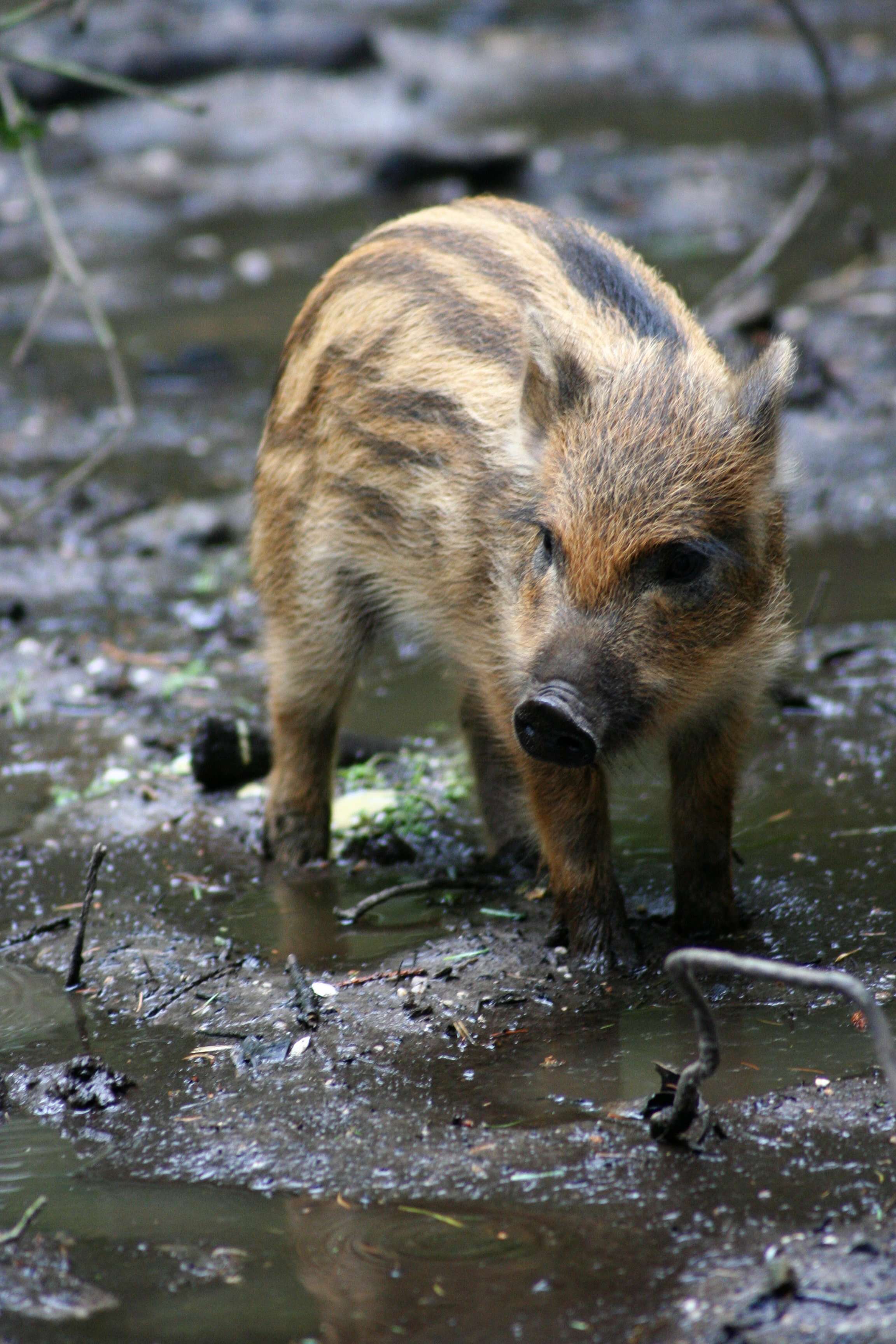 Imagem de Sus scrofa scrofa Linnaeus 1758