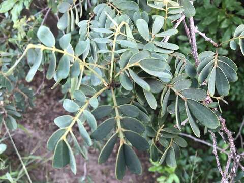 Image of Gaudichaud's senna