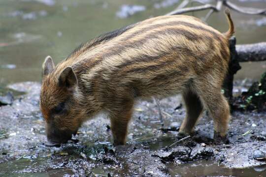 Imagem de Sus scrofa scrofa Linnaeus 1758