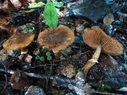 Image of Cortinarius subcastanellus E. Horak, Peintner, M. M. Moser & Vilgalys 2002