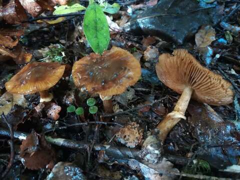 Image of Cortinarius subcastanellus E. Horak, Peintner, M. M. Moser & Vilgalys 2002