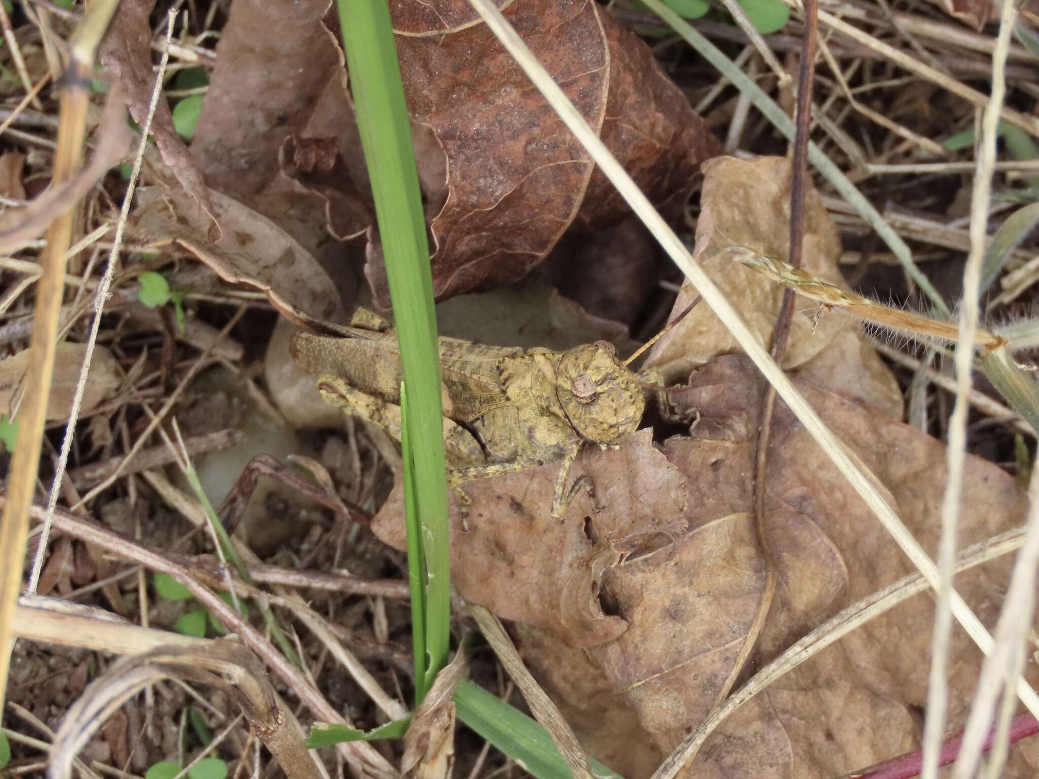 Image of Clouded Grasshopper