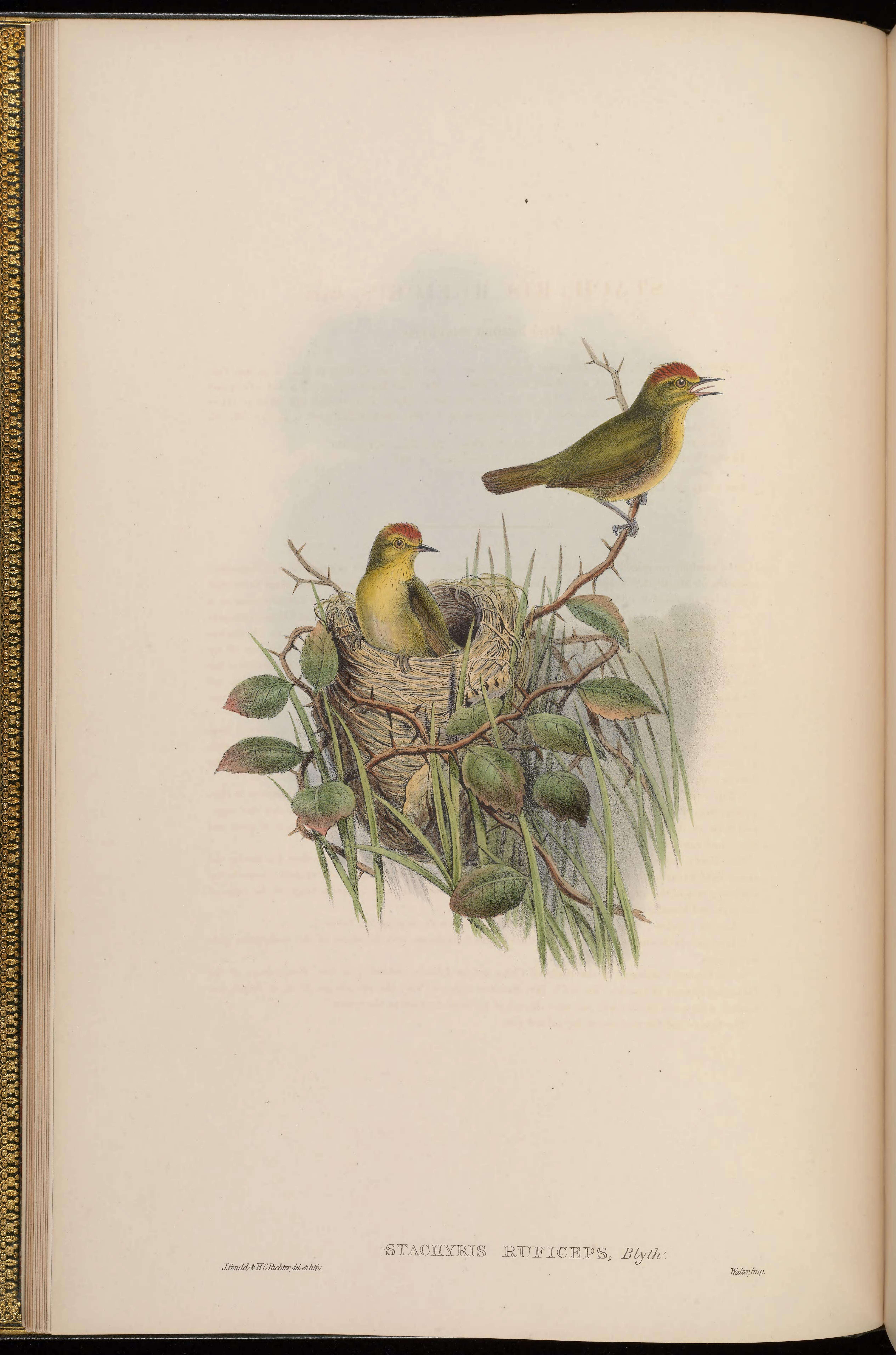 Imagem de Cyanoderma ruficeps (Blyth 1847)