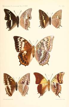 Charaxes latona Butler 1865 resmi