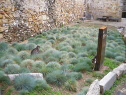 Plancia ëd Festuca glauca Vill.