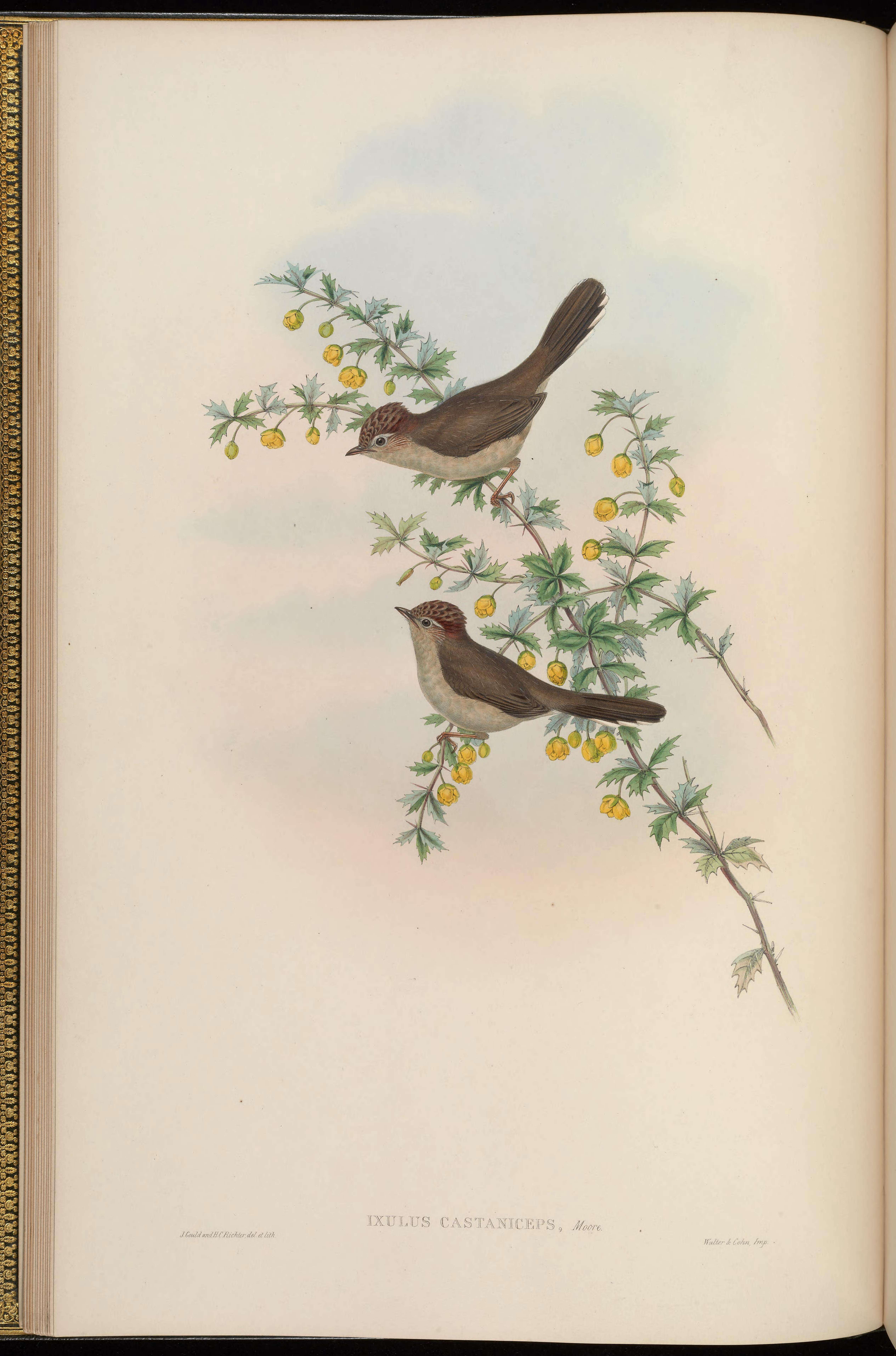 Image of Yuhina Hodgson 1836