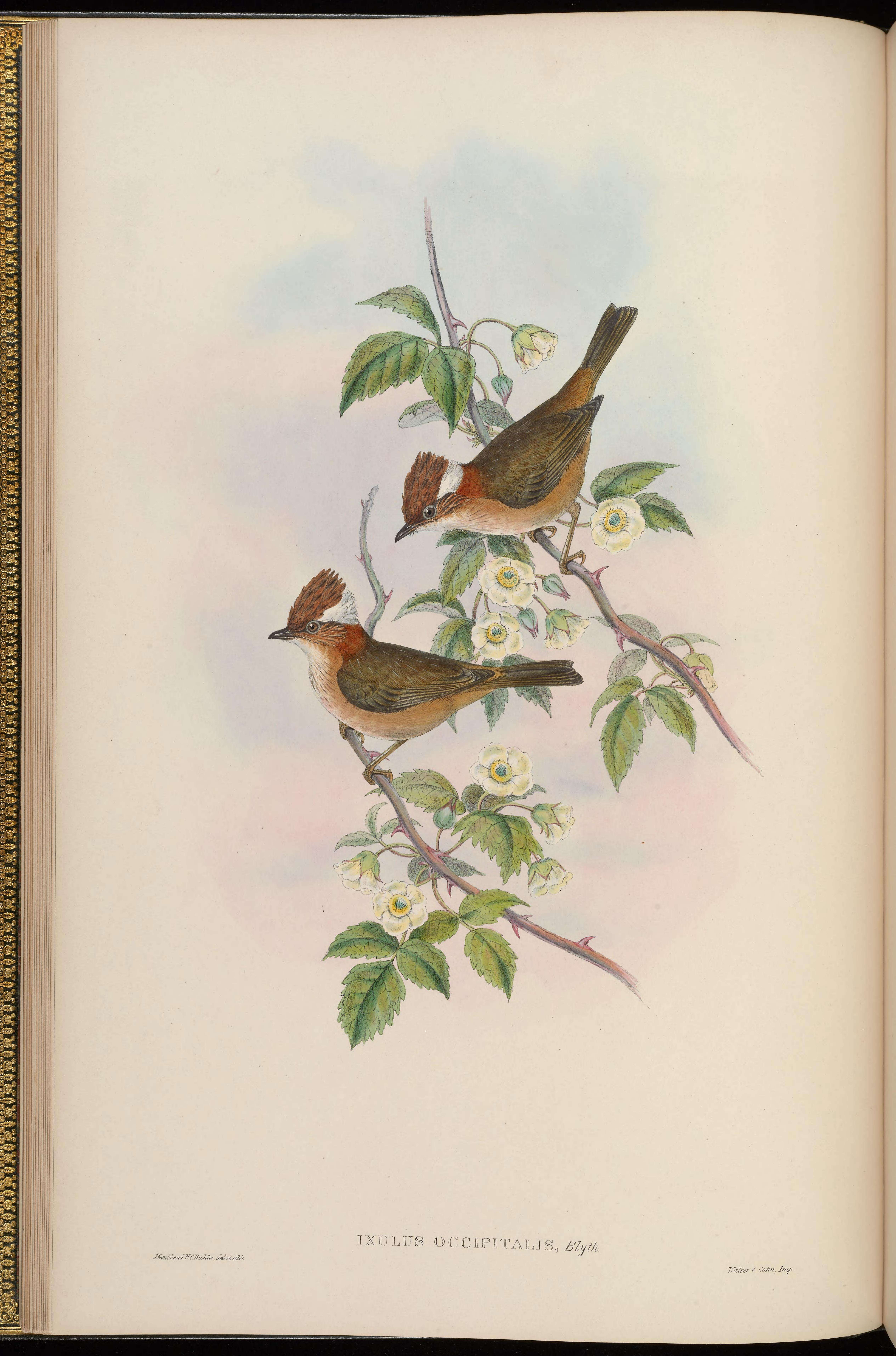 Image of Yuhina Hodgson 1836