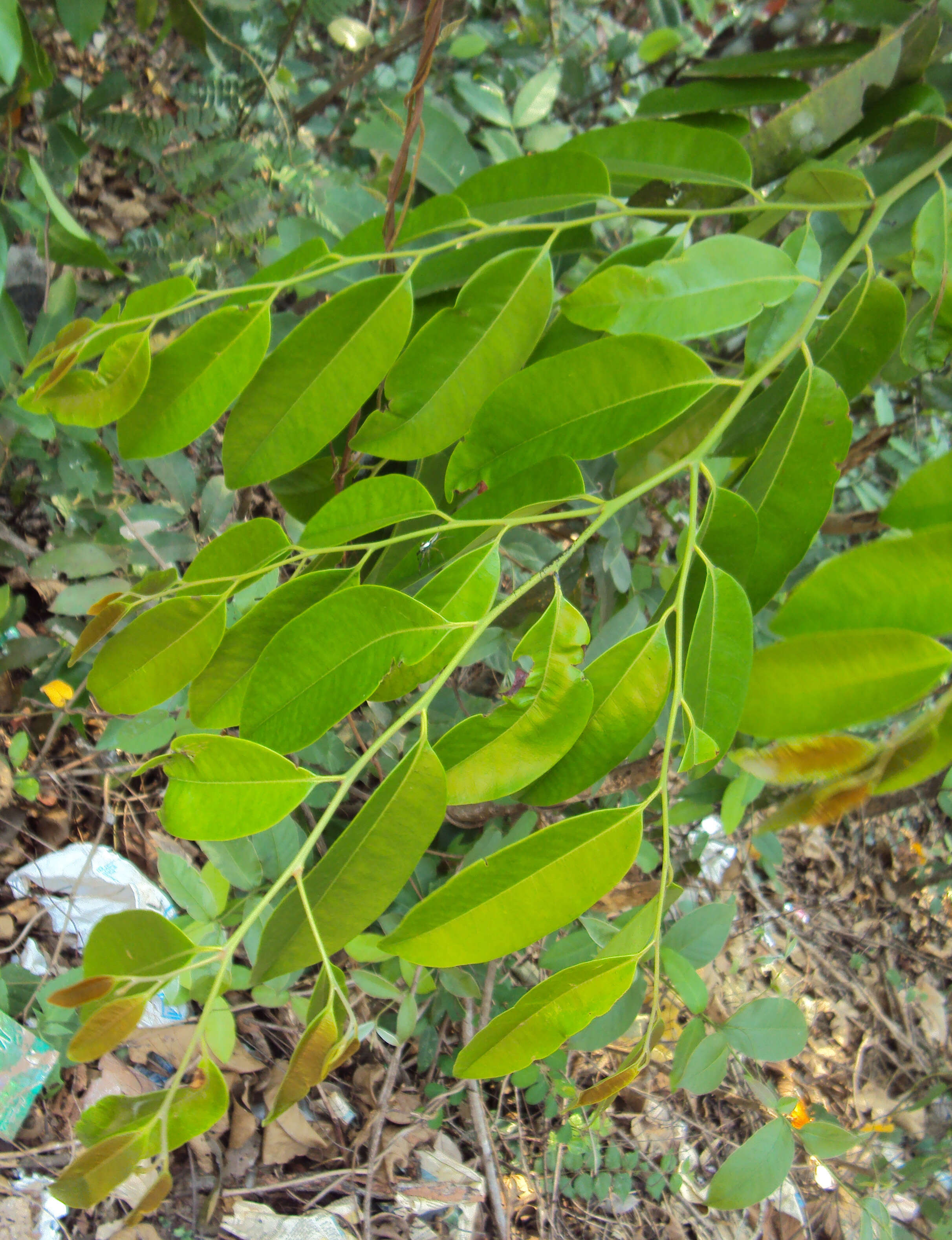 Image de Diospyros candolleana Wight