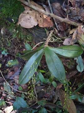 Image of Aerangis citrata (Thouars) Schltr.